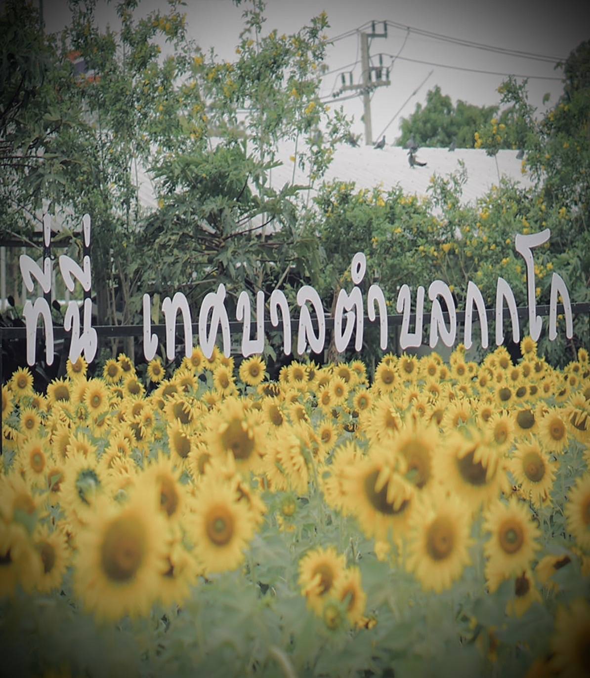 ทุ่งทานตะวันกกโก